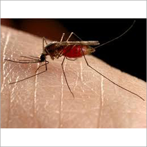 Mosquito Pest Control