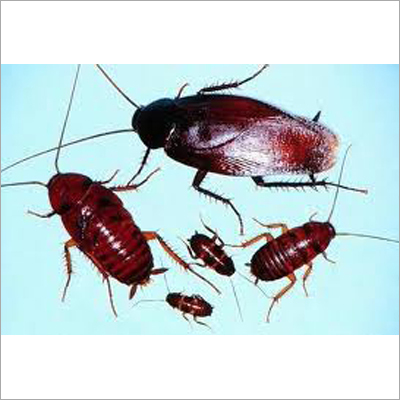 Cockroach Pest Control