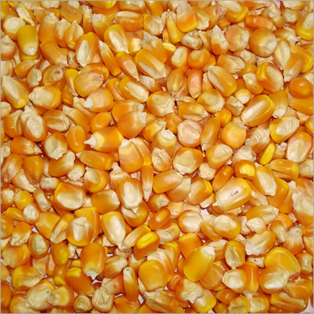 Yellow Maize