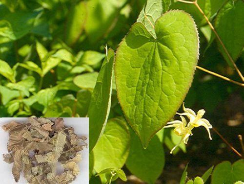 Epimedium Extract Application: Pharmaceutical Industry