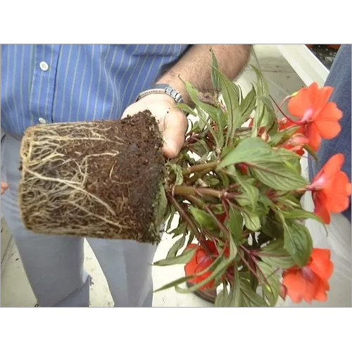 Coir Pith Plant Roots