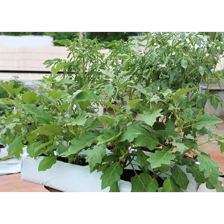 Plants in coir pith