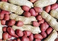 Hps Groundnut Kernels Peanut - Size Grades 38/42 To 80/90, Reddish-brown Color | High Nutrition, Pure, Long Shelf Life, Delectable Taste