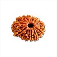 13 Mukhi Rudraksha