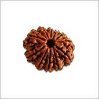 11 Mukhi Rudraksha