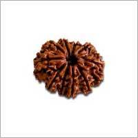 10 Mukhi Rudraksha