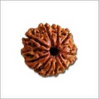 9 Mukhi Rudraksha