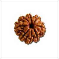 8 Mukhi Rudraksha