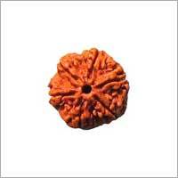 6 Mukhi Rudraksha