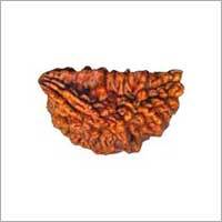 Ek Mukhi Rudraksha