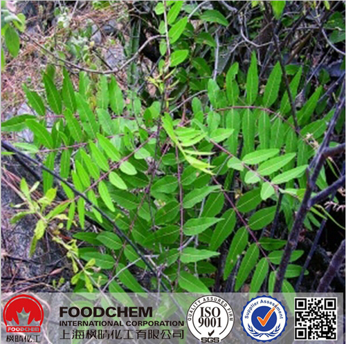Boswellia Serrata Extract