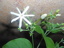 Jasmine Grandiflorum