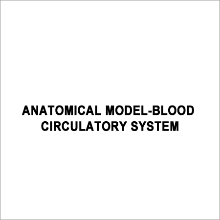 Anatomical Blood Circulatory System