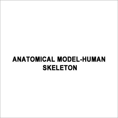 Anatomical Skeleton Model