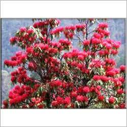 Rhododendron Flower Juice