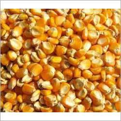 Yellow Maize
