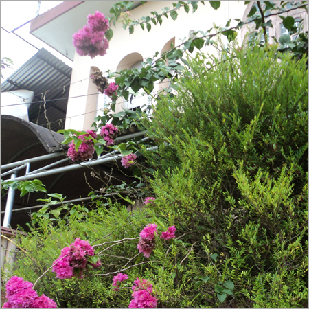 Plant Pest Control Vitalizer