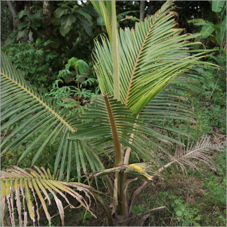 Pest Control Vitalizer