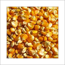 Maize Corn