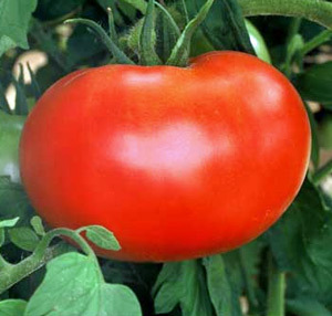 Tomatos (Hybrid)