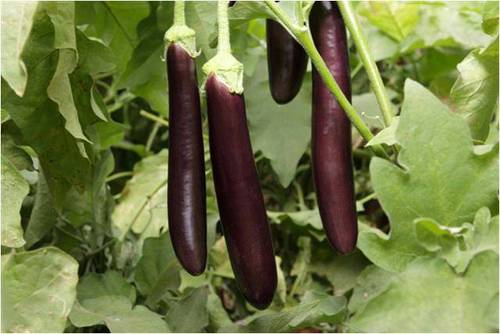 Brinjal (long)