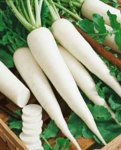 Raddish (White)