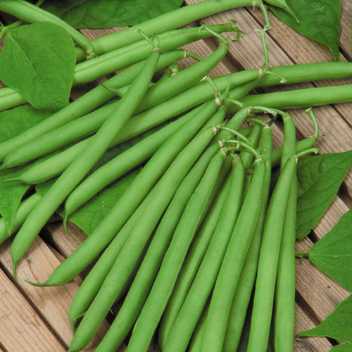 French Bean