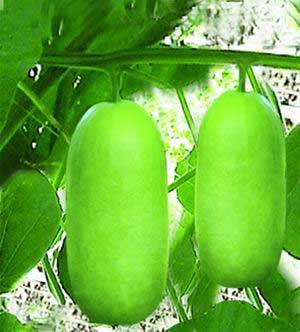 Bottlegourd (Hybrid)