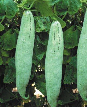 Snakegourd (long)
