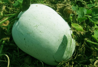 Ashgourd