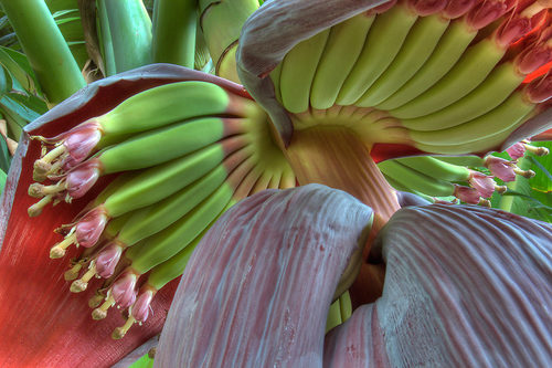 Banana Flower