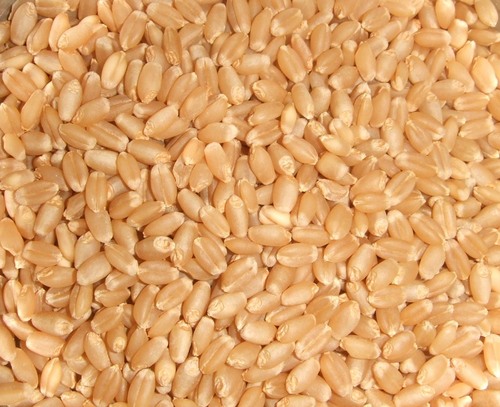 Wheat - Brown Oil Seeds | 100% Purity Food Grade 0.2% Moisture Ideal for Culinary Uses High-Quality Chilli Variety