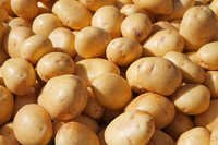 Fresh Preserved Potato - Dried, Oval Shape, 0.25% Moisture, 6 Months Shelf Life | Natural Taste, High Nutritional Value, Hygienic Cultivation
