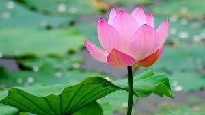 Lotus Absolute