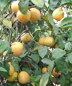 Bergamot Oil