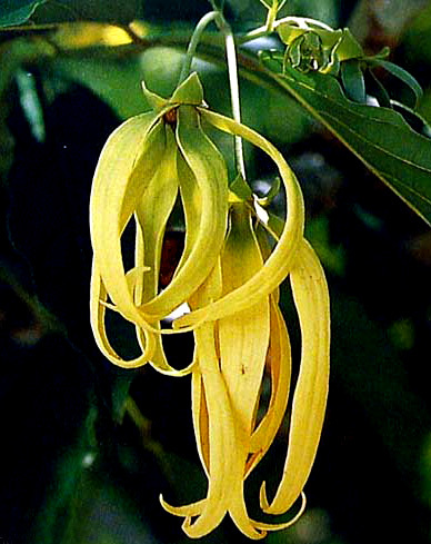 Ylang Ylang Oil