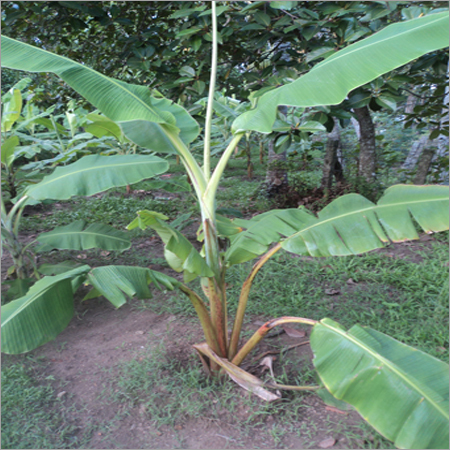 Cocan Affected Plantain Vitalizer