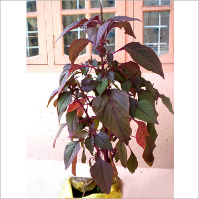 Leaf Pest Control Vitalizer