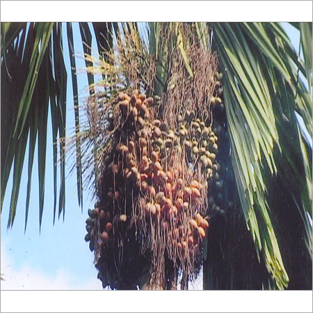 Industrial Pest Control Vitalizer