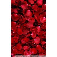 Rose Water