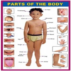 Educational Aids