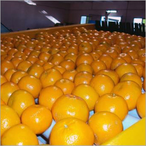 Farm Fresh Orange