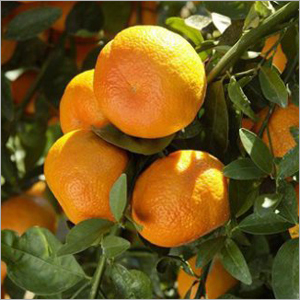 Fresh Fruits