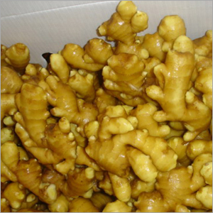 Indian Ginger