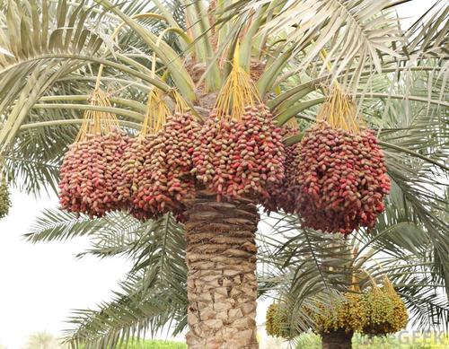 Israel Raw Dates