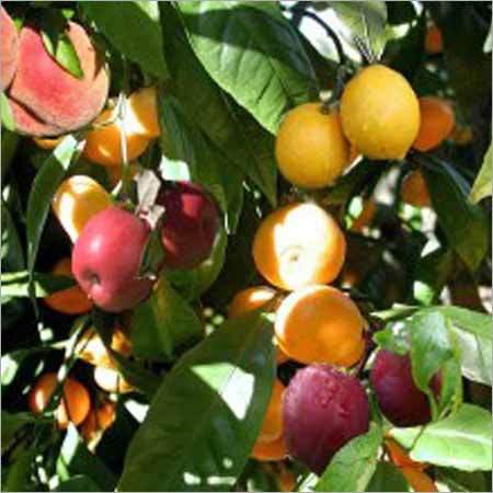 Fruit Plants
