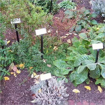 Medicinal Plants
