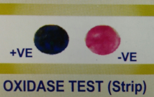 Oxidase Test