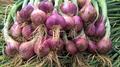 Bangalore Rose Onion