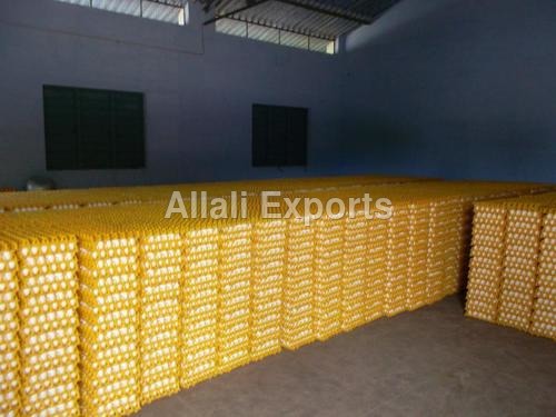 White Shell Chicken Eggs